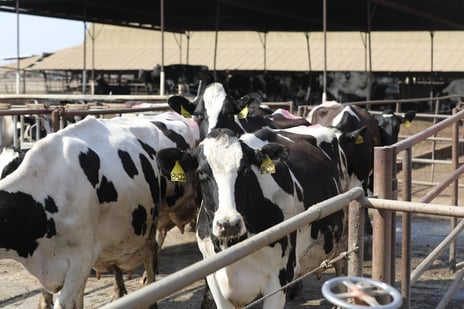 Dairy site visit3